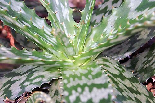 Cape speckled aloe: Location taken: the New York Botanical Garden. Names: Mislabelled as Aloe microstigma Salm-Dyck, Alo Classification: Plantae > Magnoliophyta > Liliopsida > Aspa