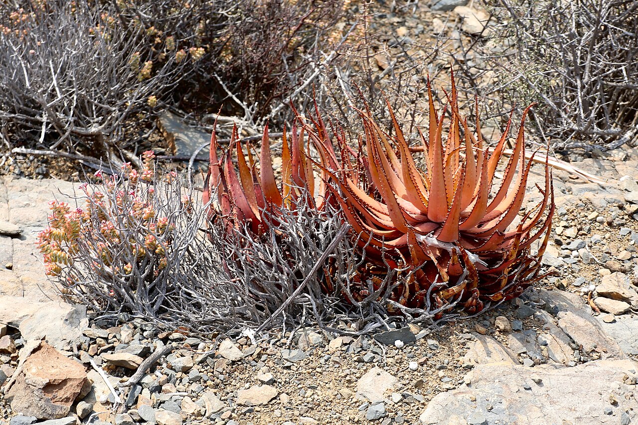 Cape speckled aloe: On a gravelly hillside near the town of Laingsburg, Western Cape, South Africa