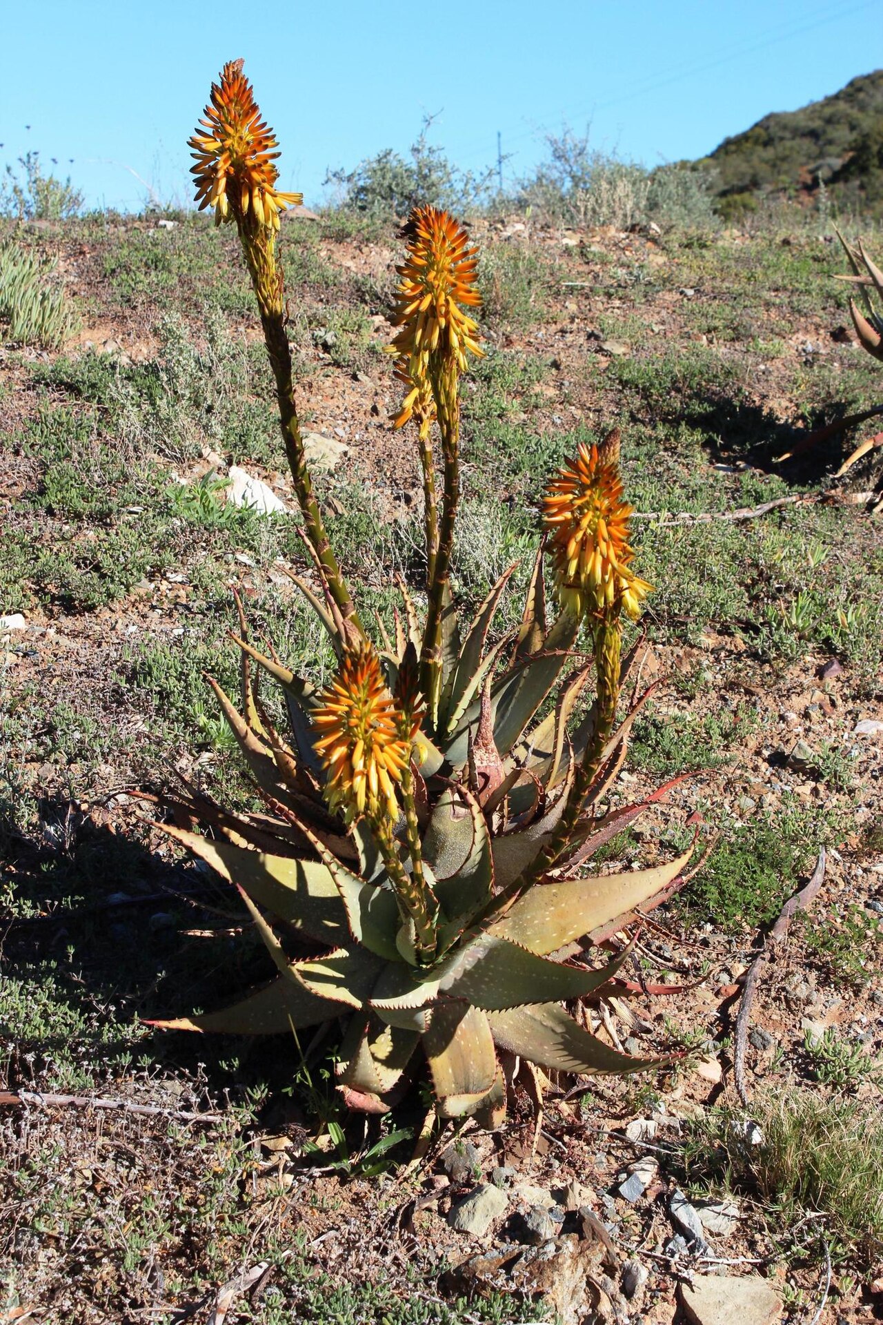 Cape speckled aloe: Aloe microstigma microstigma