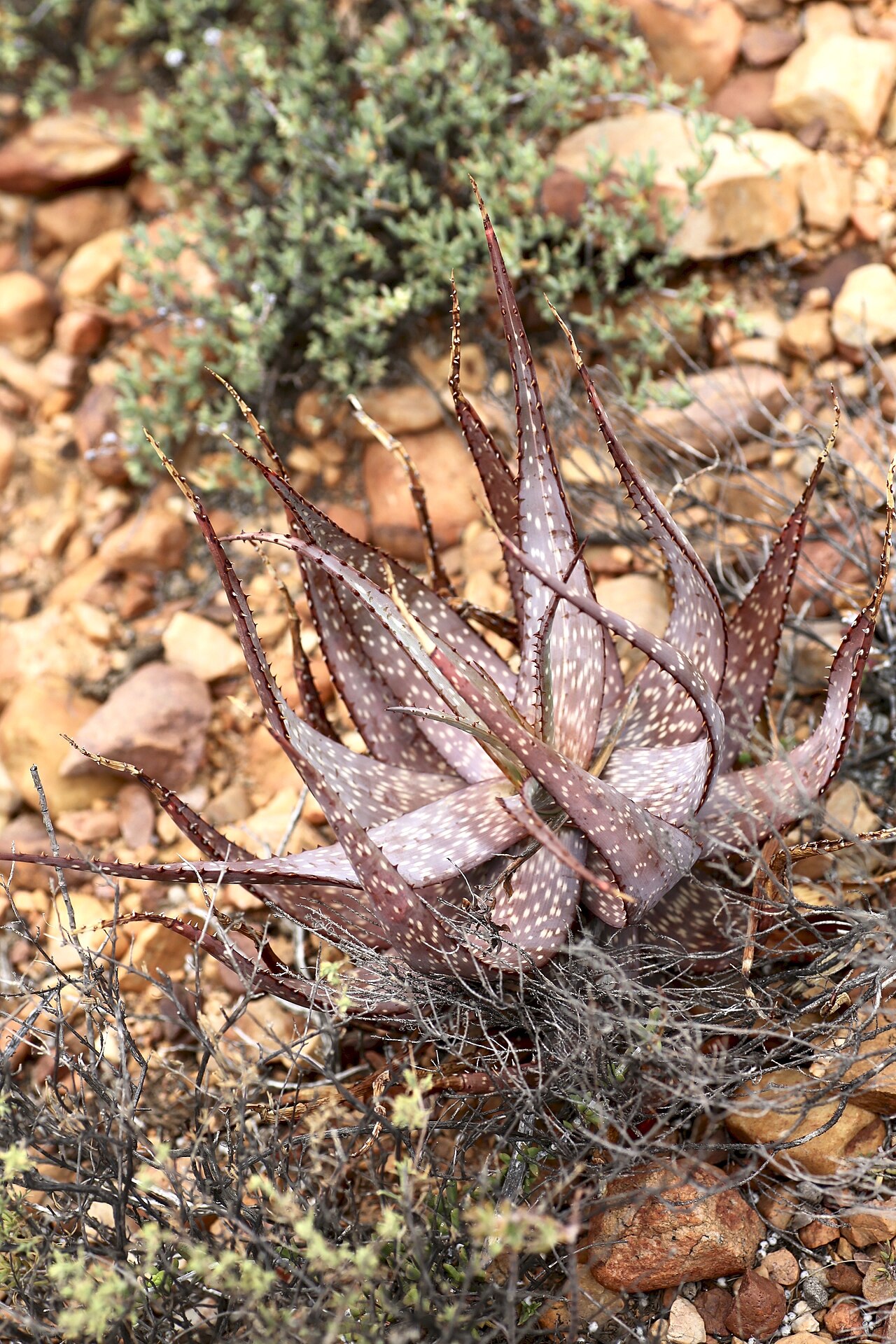 Cape speckled aloe: South Africa, Western Cape, Little Karoo, Swartberg mountains, Calitzdorp area close to Red Mountain Private Nature Reserve.