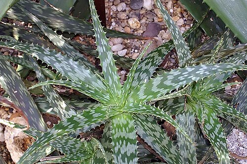 Cape speckled aloe: Location taken: the New York Botanical Garden. Names: Mislabelled as Aloe microstigma Salm-Dyck, Alo Classification: Plantae > Magnoliophyta > Liliopsida > Aspa