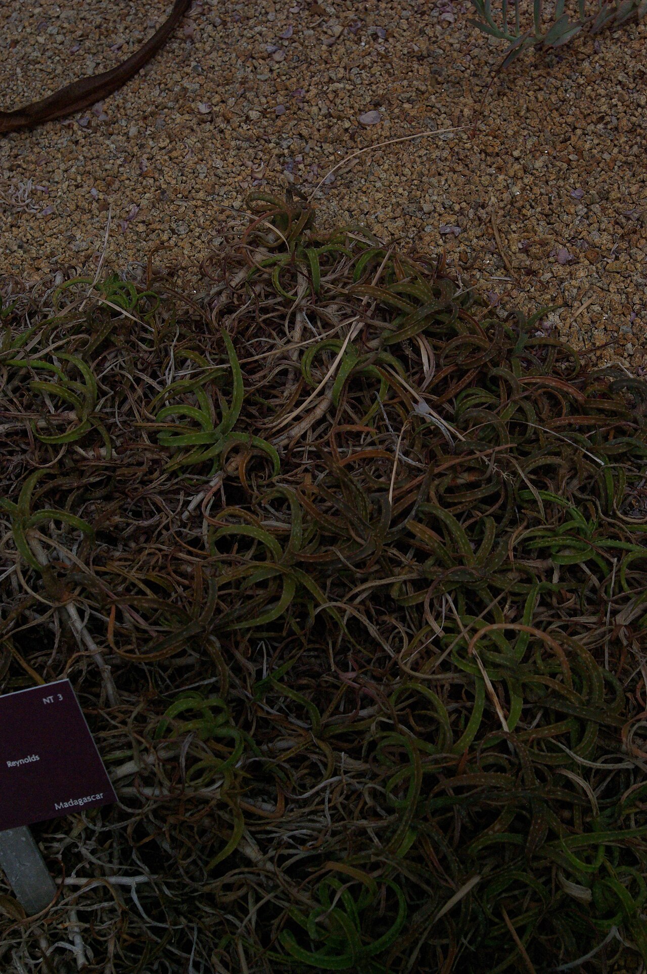 Aloe millotii: Aloe millotii, Conservatoire botanique national de Brest
