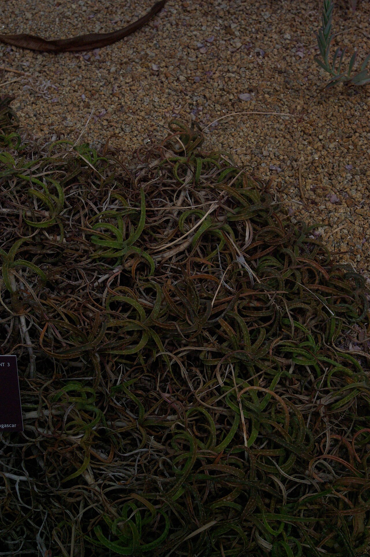 Aloe millotii: Aloe millotii, Conservatoire botanique national de Brest