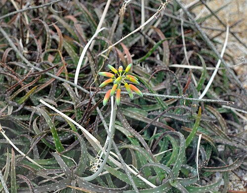 Aloe millotii: Aloe millotii Botanical Conservatory of Brest Native name Conservatoire botanique national de Brest Location Brest , France Coordinates 48° 24′ 10.35″ N, 4° 26′