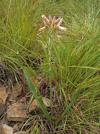 Aloe minima: Pink Grass Aloe