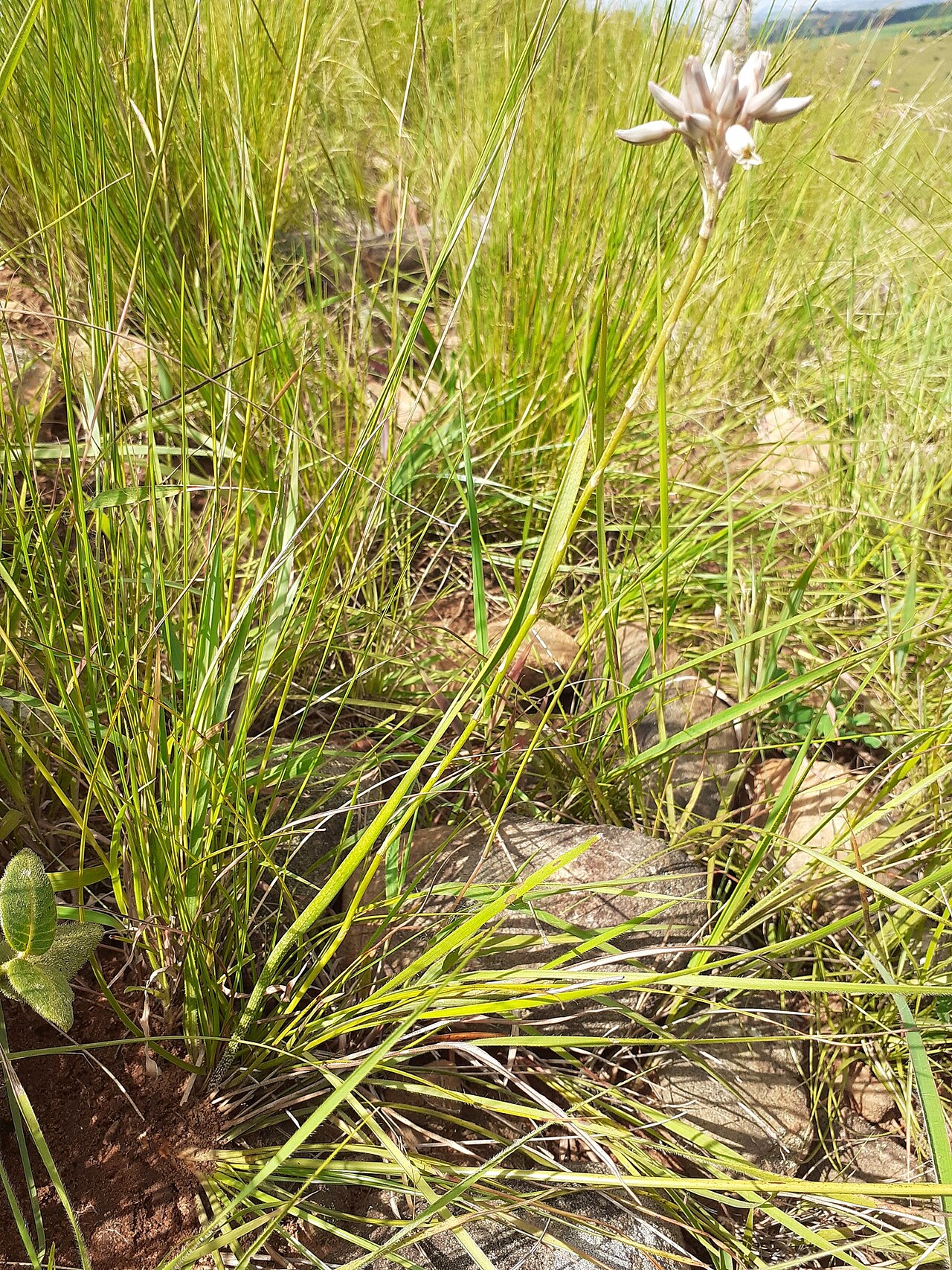 Aloe minima: Pink Grass Aloe