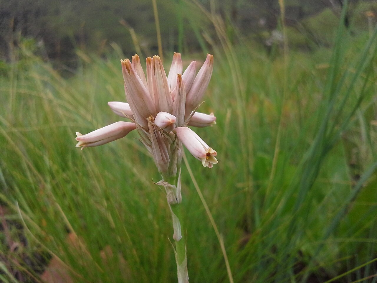 Aloe minima: Pink Grass Aloe