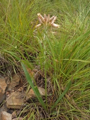 Aloe minima (Aloe minima)
