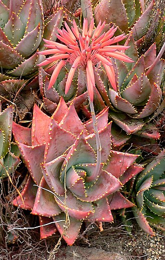 Aloe mitriformis: Photo of Aloe perfoliata (Syn. Aloe mitriformis) at the University of California Botanical Garden