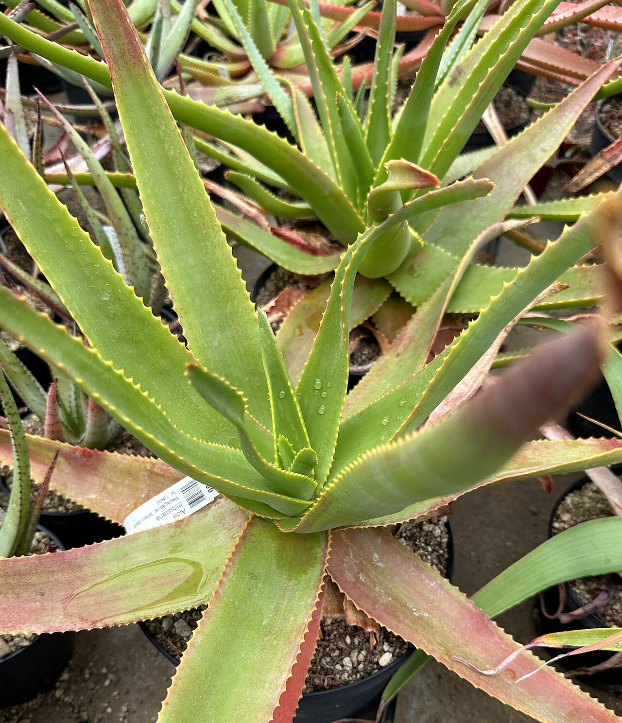 Aloe mitsioana: Aloe mitsioana in Kultur