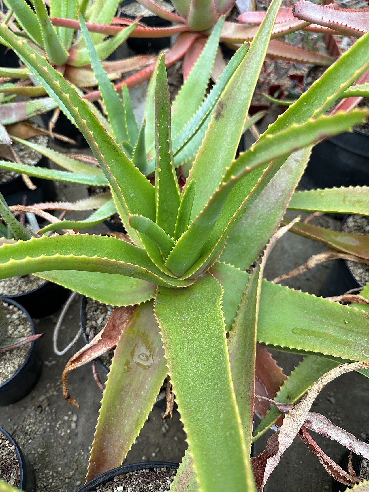 Aloe mitsioana: Aloe mitsioana in Kultur