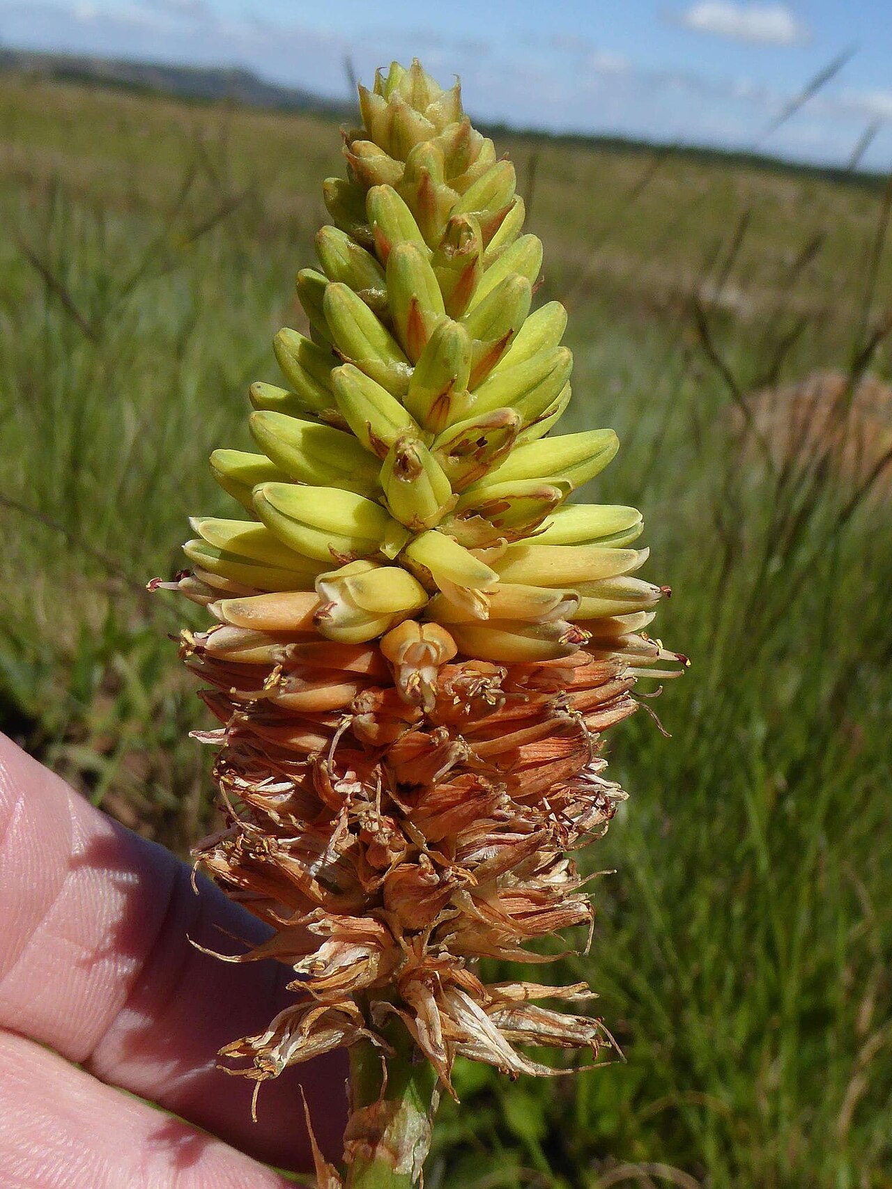 Aloe modesta: Aloe Modesta observed and annotated by the iNaturalist community