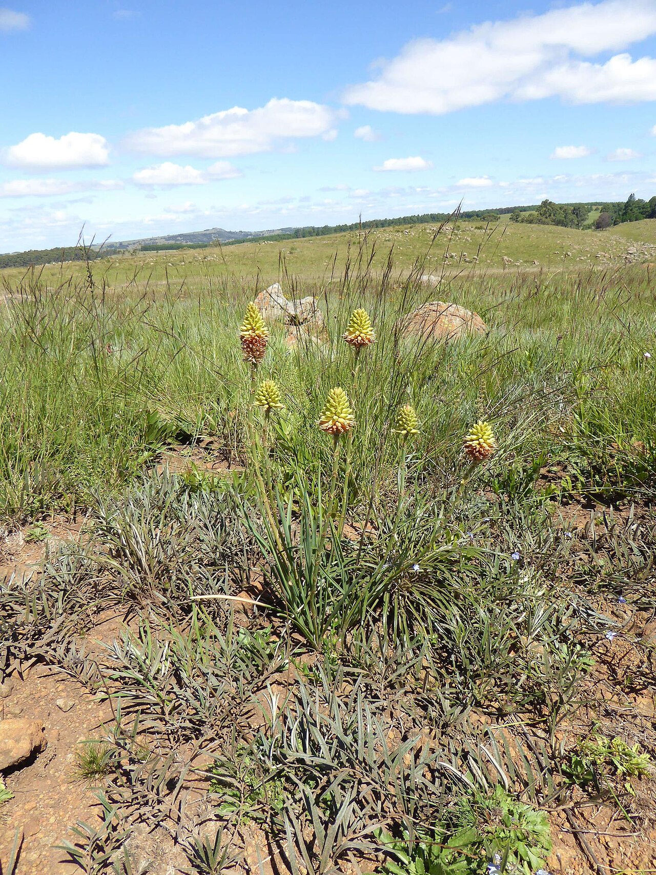 Aloe modesta: Aloe Modesta observed and annotated by the iNaturalist community