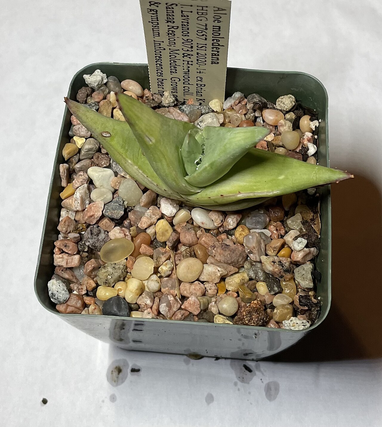 Aloe molederana: Aloe molederana offered as ISI 2020-14 by the HBG. Native to the Sanaag Region of Somalia. Critically Endangered