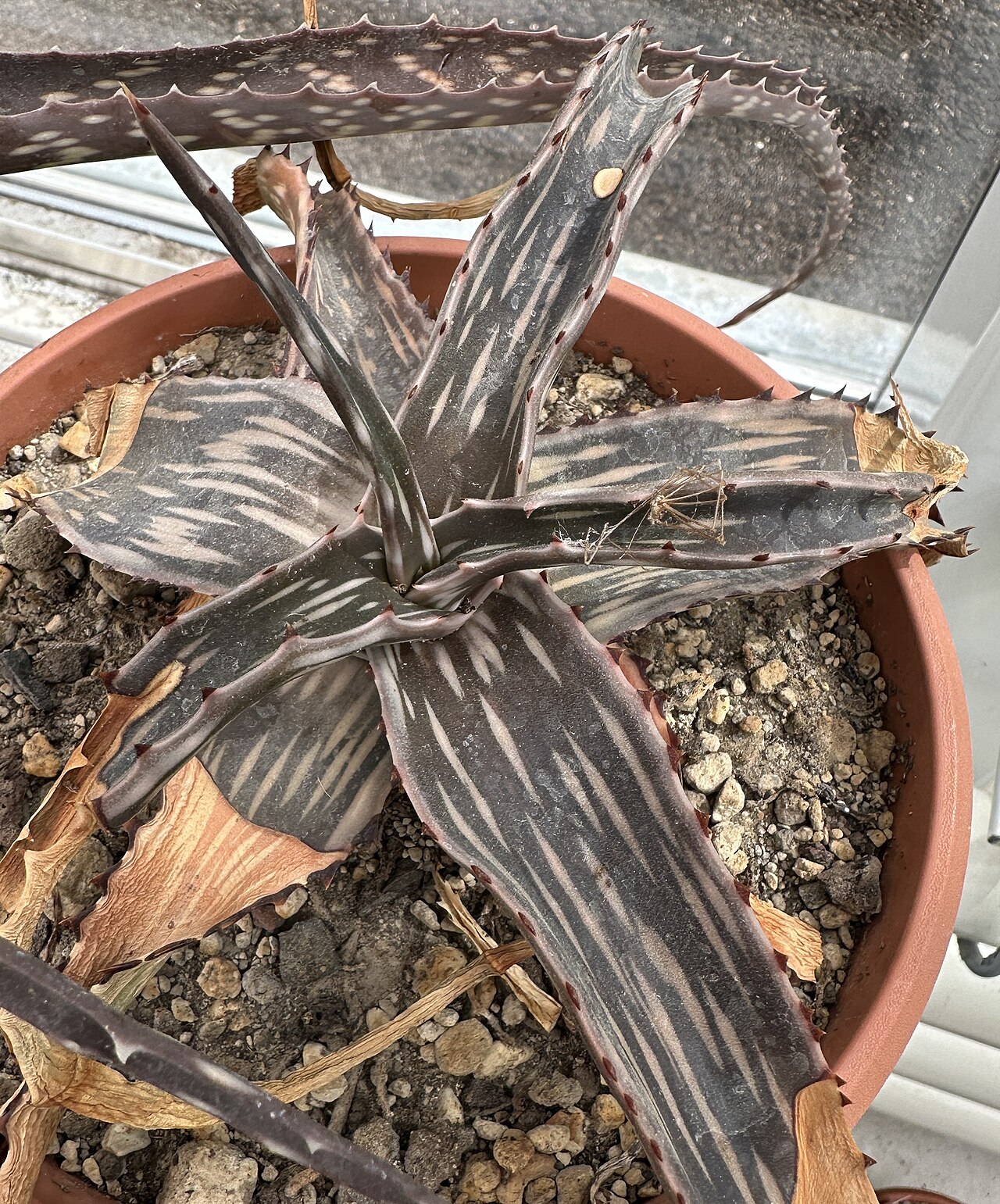 Aloe montis-nabro: Aloe montis-nabro im Botanischen Garten Meise, Belgien
