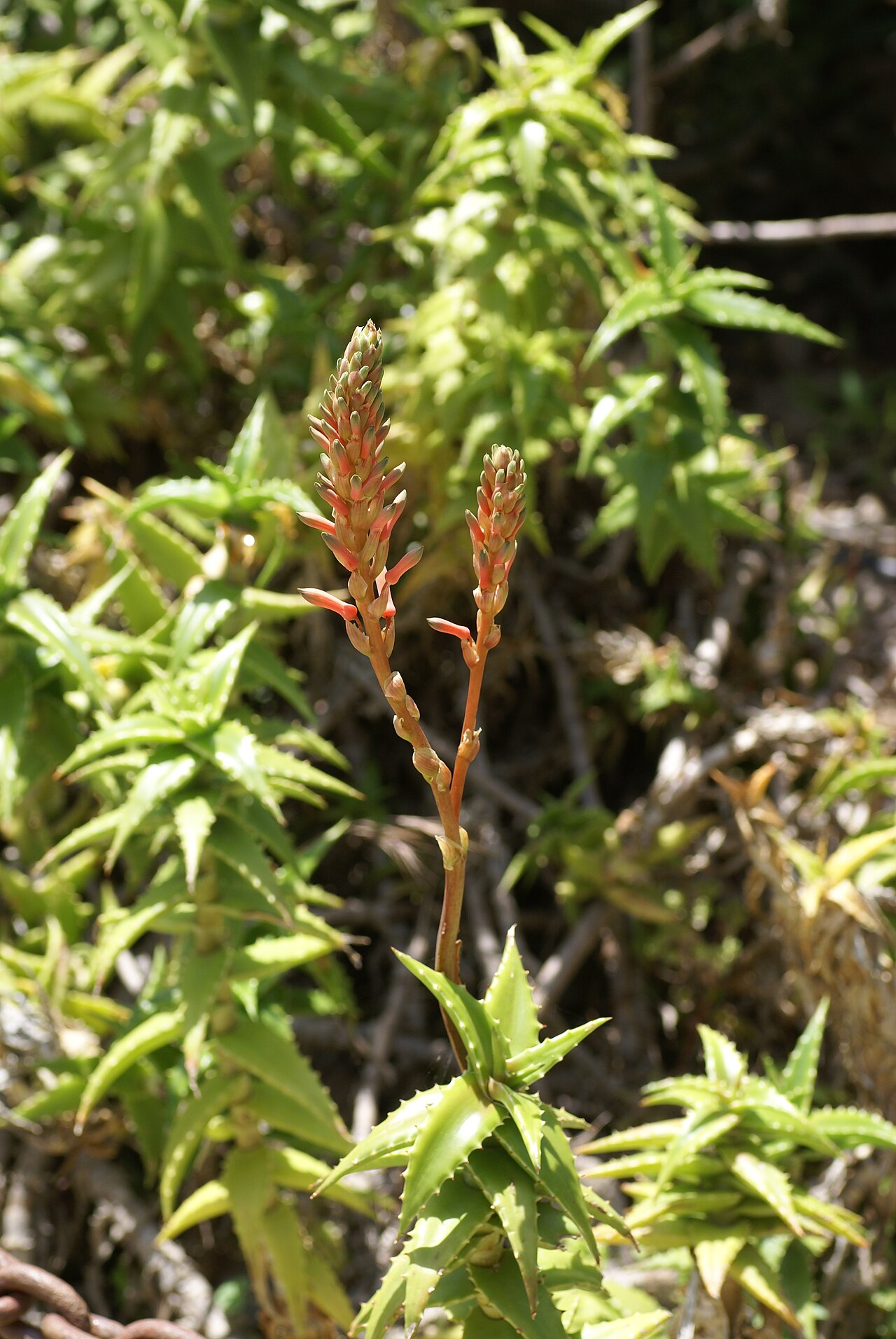 Aloe morijensis: Plant species Aloe morijensis in Parque de la Paloma, Benalmadena, Spain