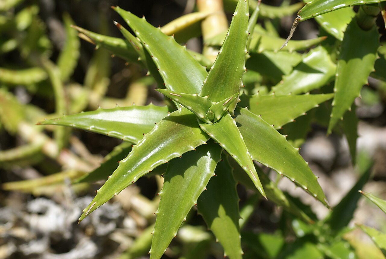 Aloe morijensis: Plant species Aloe morijensis in Parque de la Paloma, Benalmadena, Spain