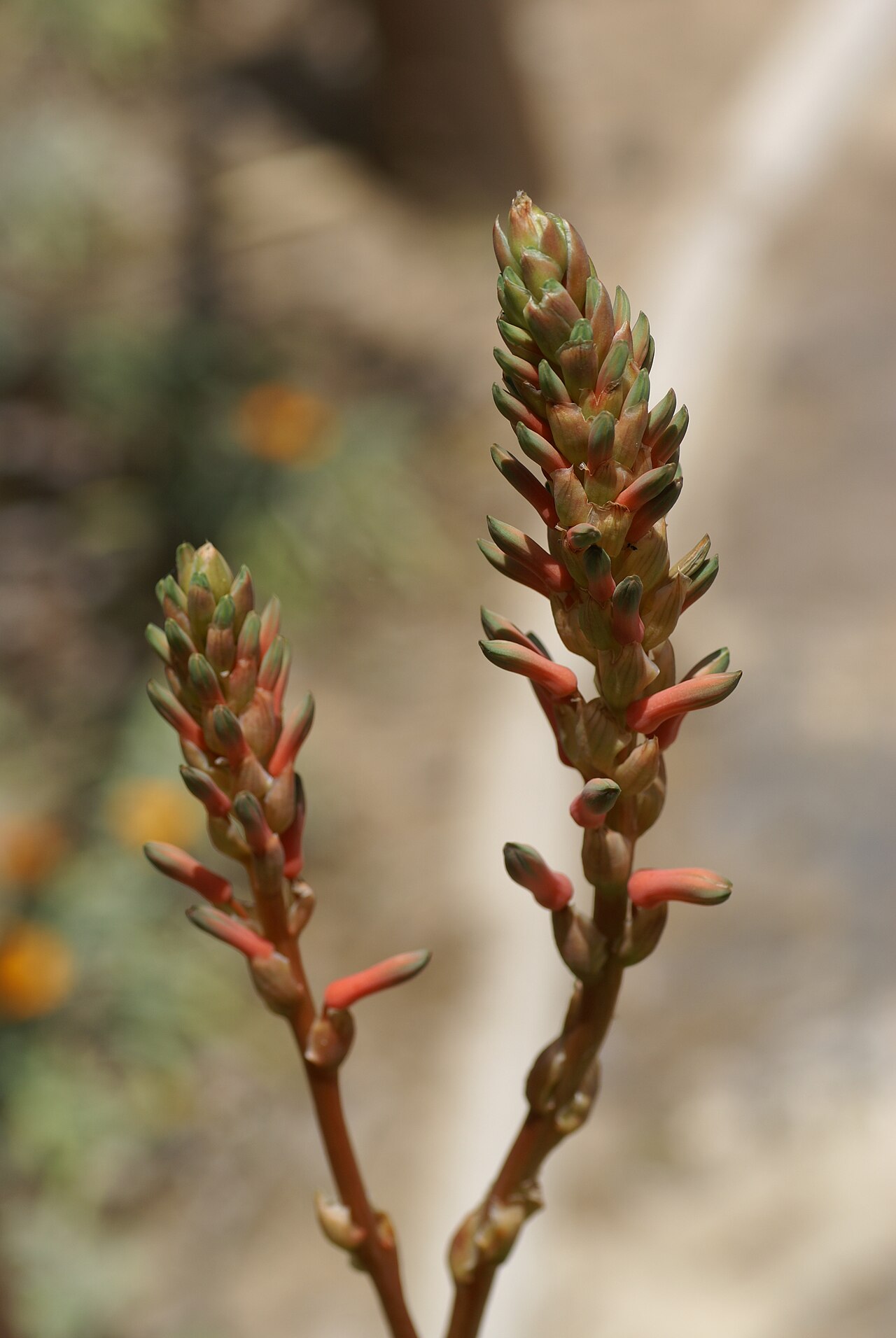 Aloe morijensis: Plant species Aloe morijensis in Parque de la Paloma, Benalmadena, Spain