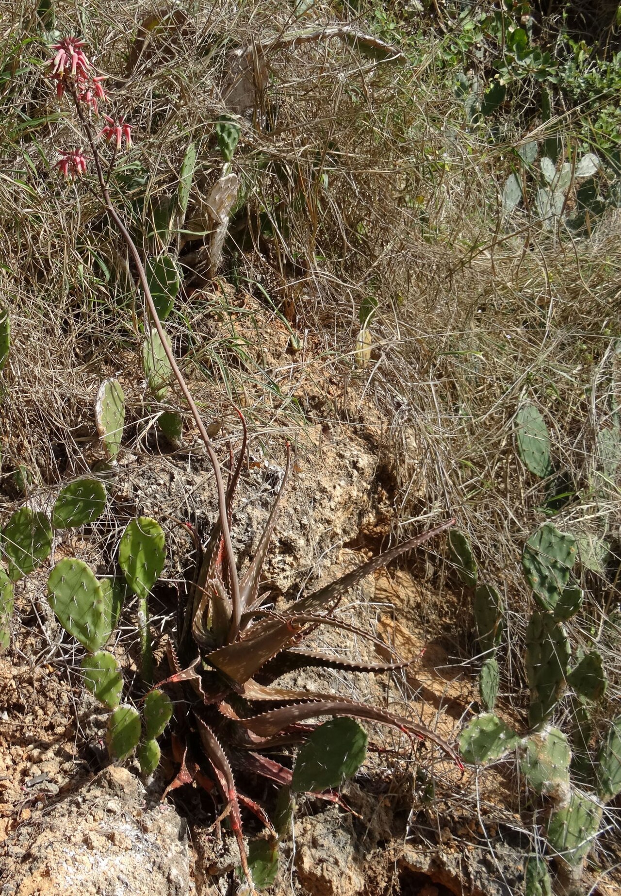 Aloe mossurilensis: Aloe mossurilensis in habitat