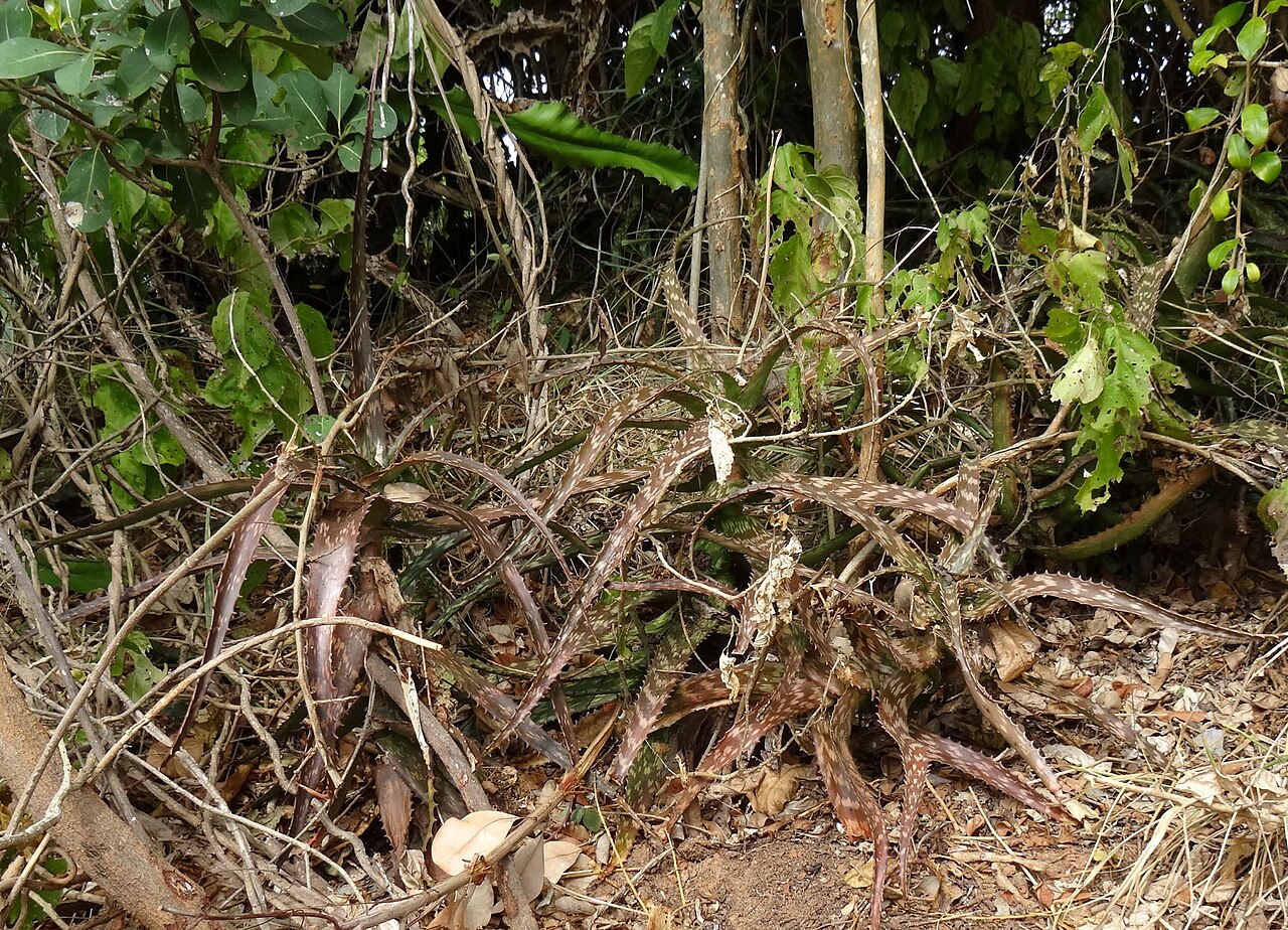 Aloe mossurilensis: Aloe mossurilensis - in habitat