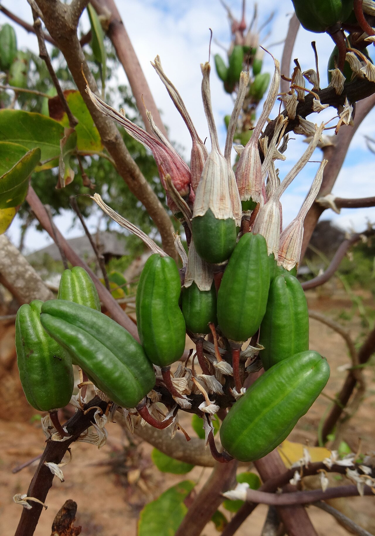 Aloe mossurilensis: Here in Mossuril district, close to the type location, with plenty of capsules. Cultivated plants do not produce capsules, because only one single clone found i