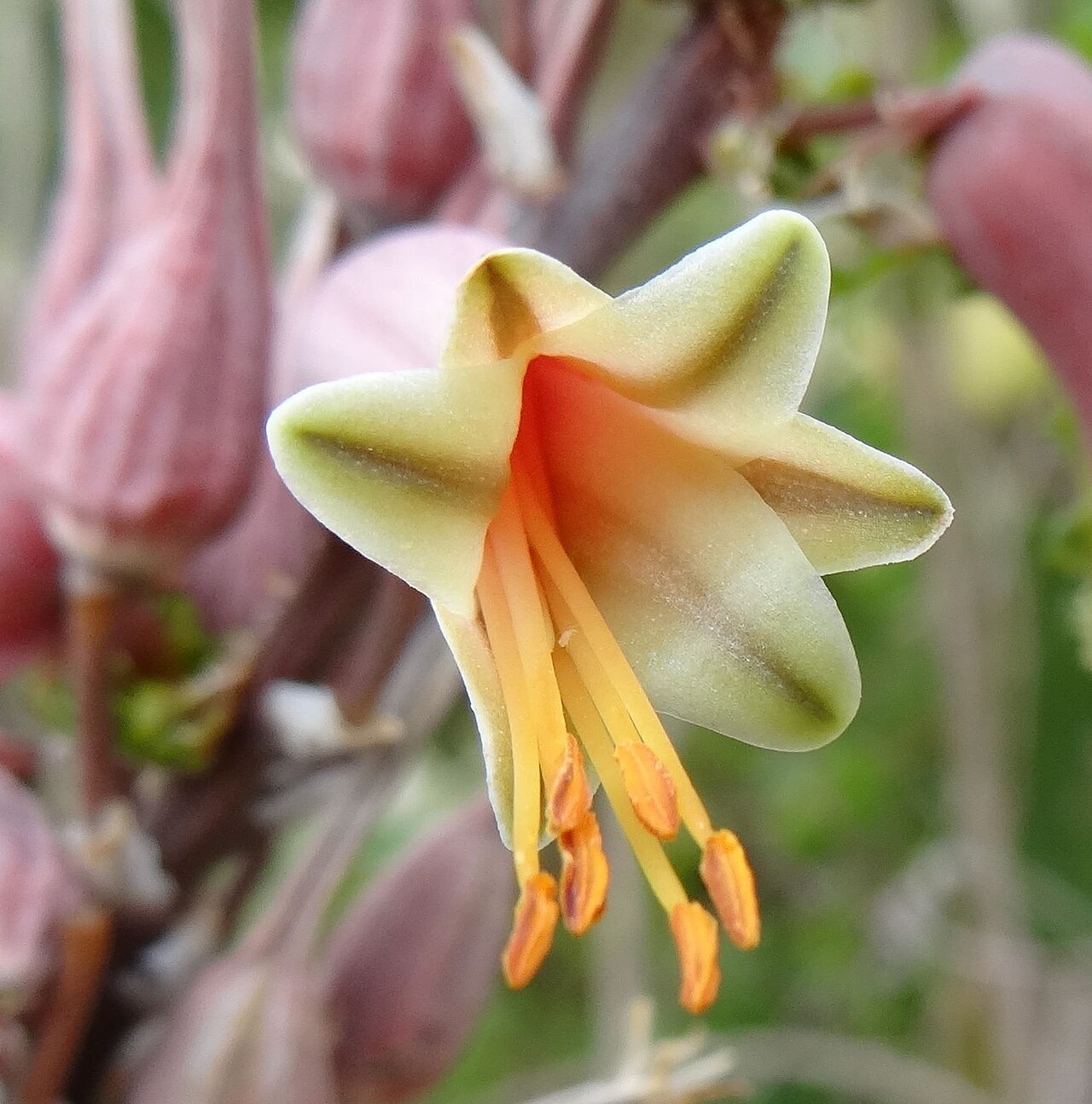Aloe mossurilensis: Aloe mossurilensis - perianth detail