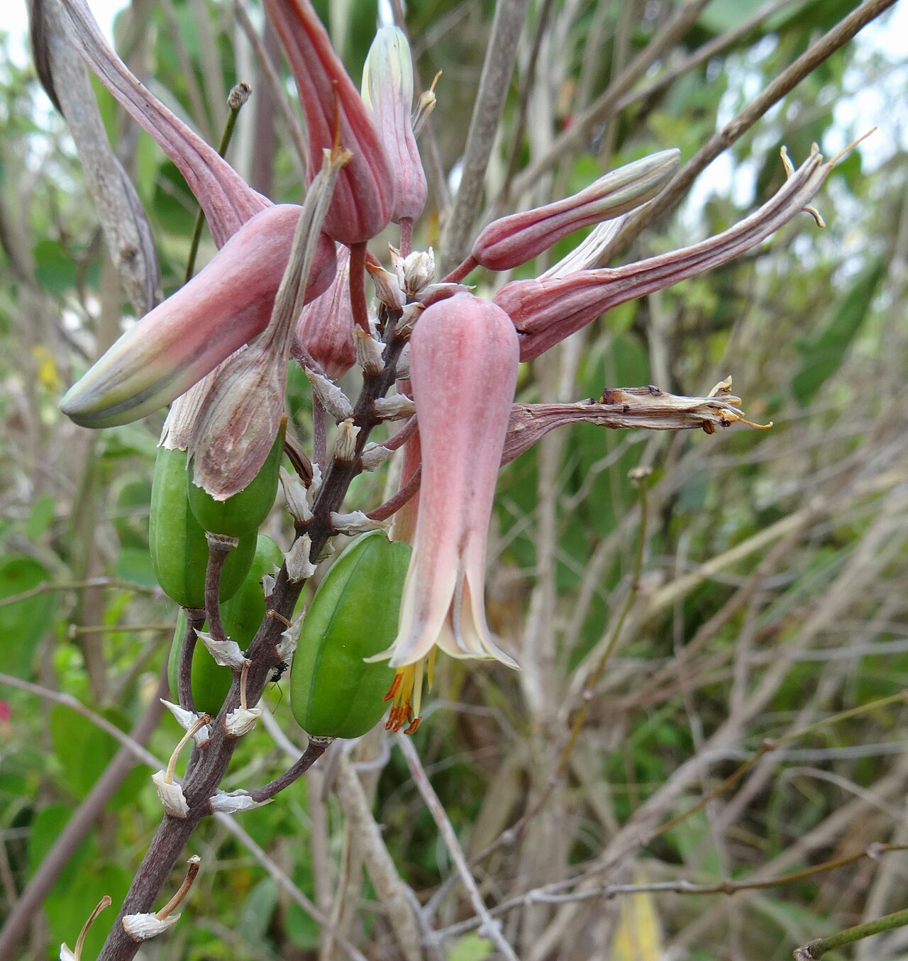 Aloe mossurilensis: Aloe mossurilensis - with capsules