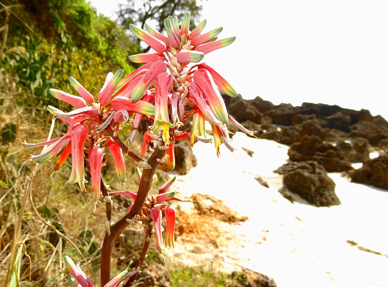 Aloe mossurilensis: Aloe mossurilensis close to the beach
