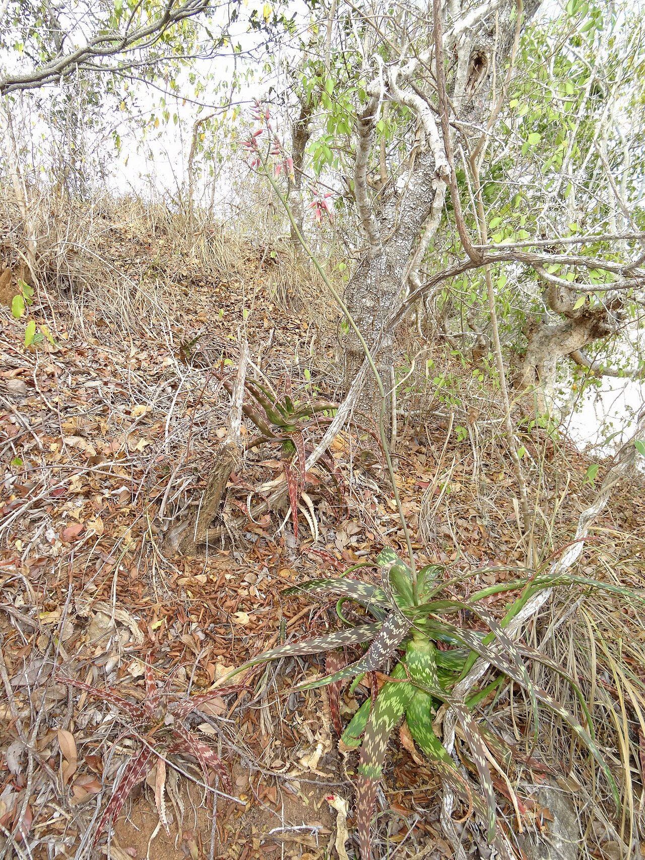 Aloe mossurilensis: Plants are mostly found in the undergrowth of coastal forest, and shrubby vegetation on rocky slopes close to the beach. Also in more open vegetion on old fossi