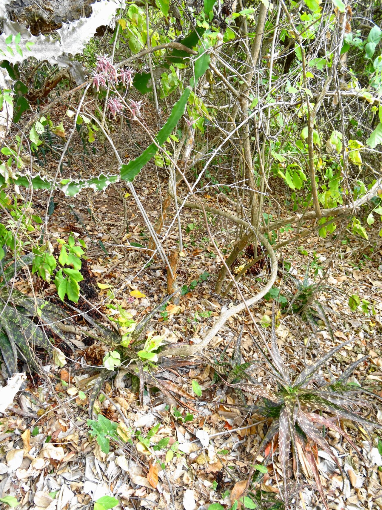 Aloe mossurilensis: Coastal habitat (type location), together with Euphorbia halipedicola. A rare endemic from northern Mozambique.