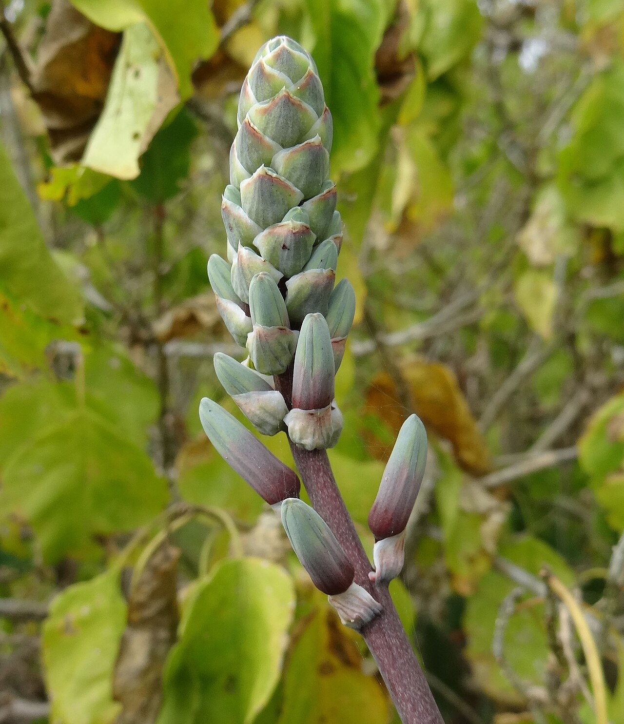 Aloe mossurilensis: Aloe mossurilensis - in bud