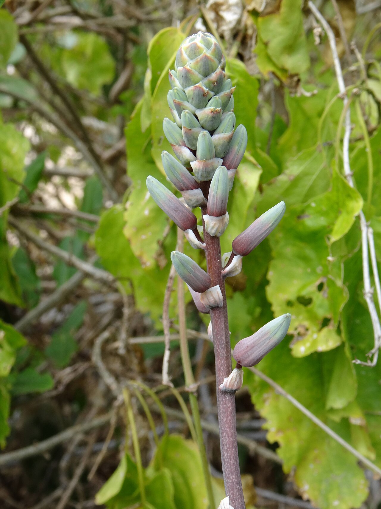 Aloe mossurilensis: Aloe mossurilensis-in bud- Mossuril