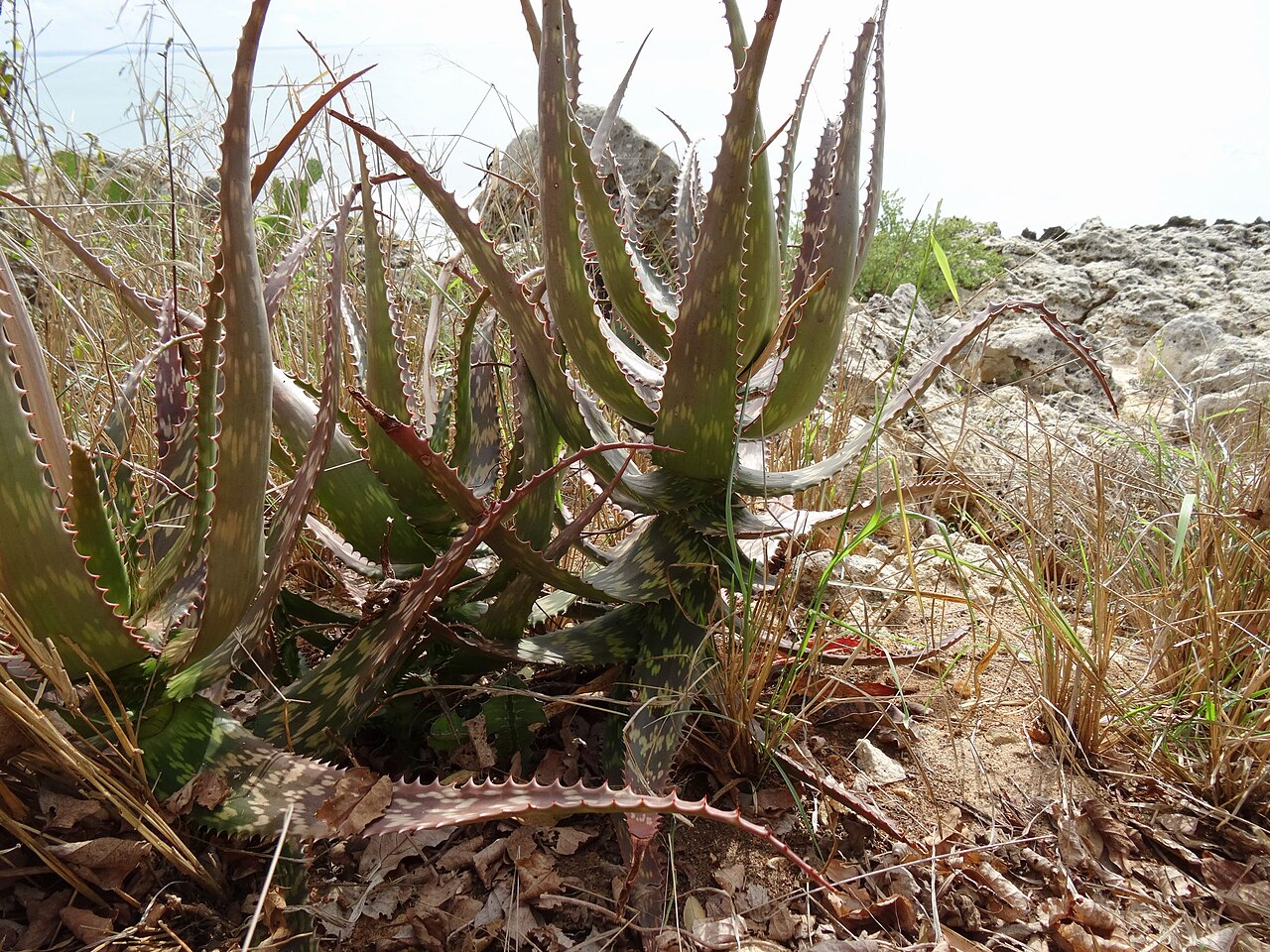 Aloe mossurilensis: Aloe mossurilensis - on coral rocks