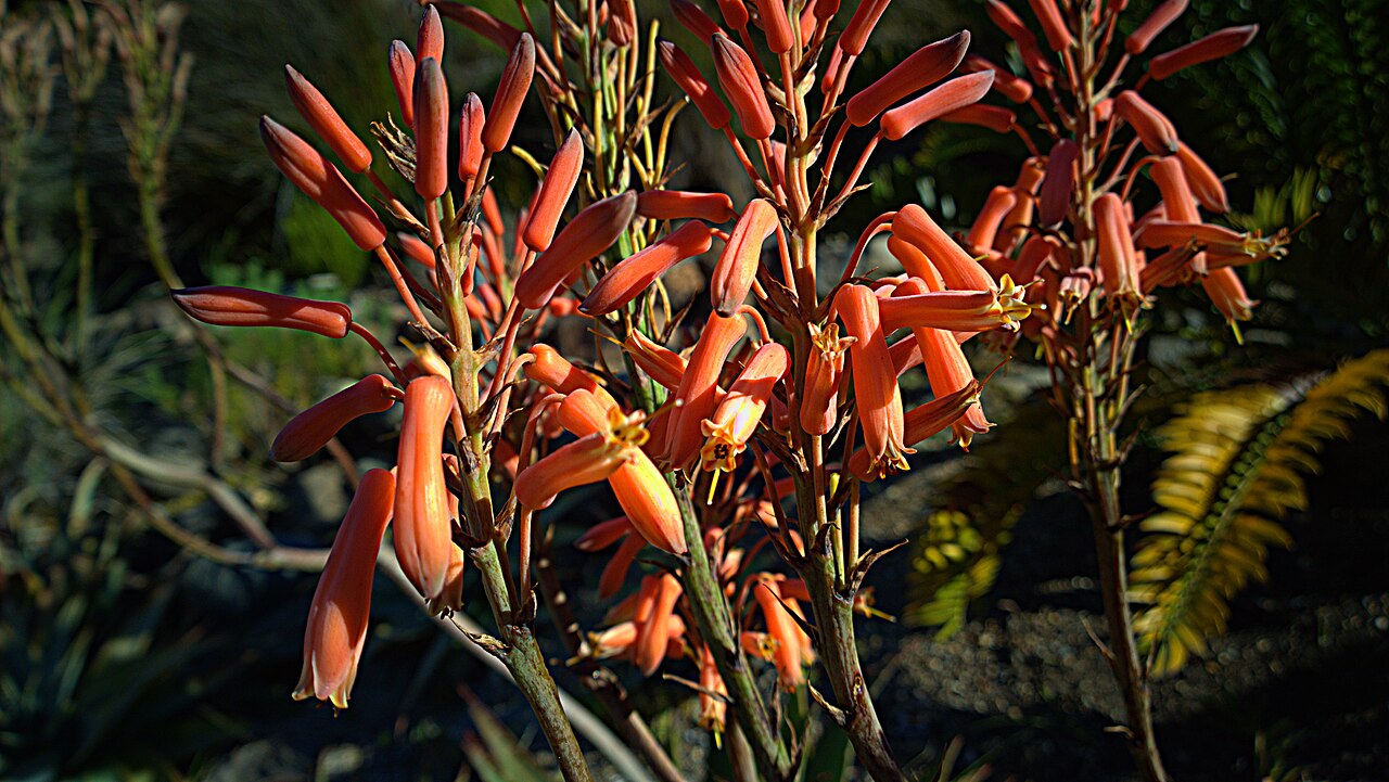 Aloe mubendiensis: Aloe mubendiensis. No common name. The species name refers to the Mubende District in Uganda. The type locality is on the Mubende-Fort Portal road on granite at