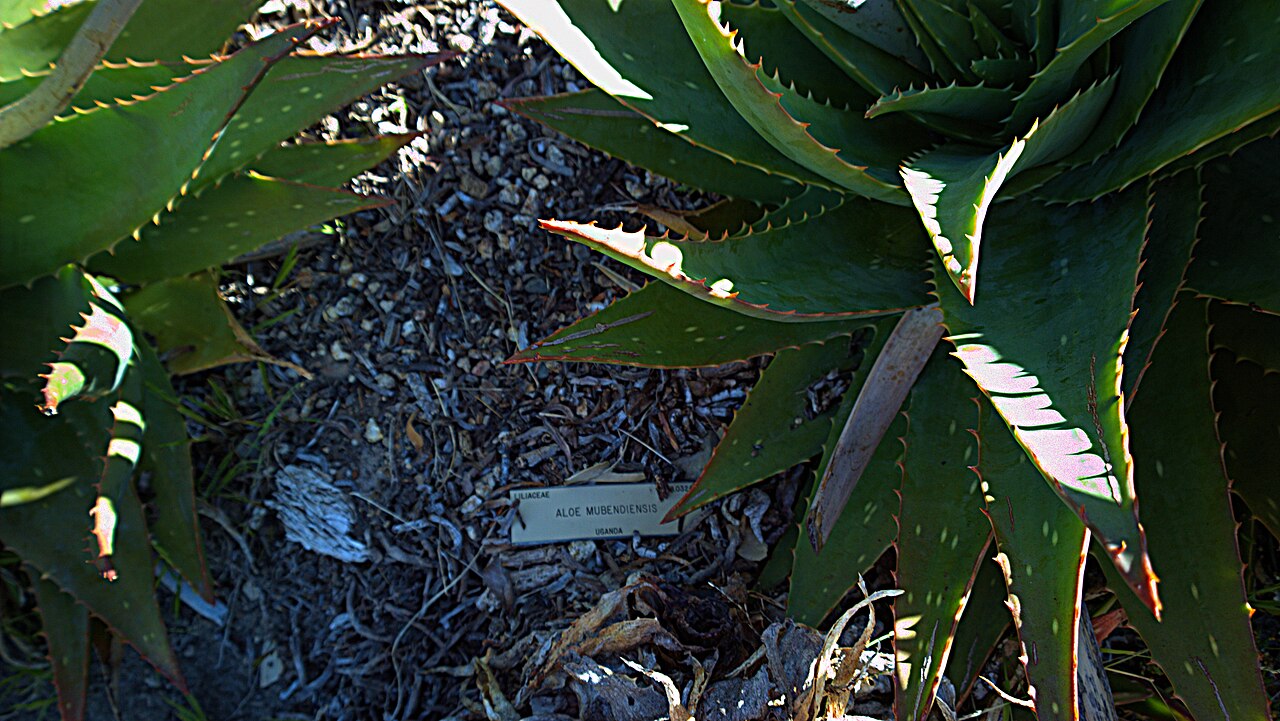 Aloe mubendiensis: Aloe mubendiensis. No common name. The species name refers to the Mubende District in Uganda. The type locality is on the Mubende-Fort Portal road on granite at
