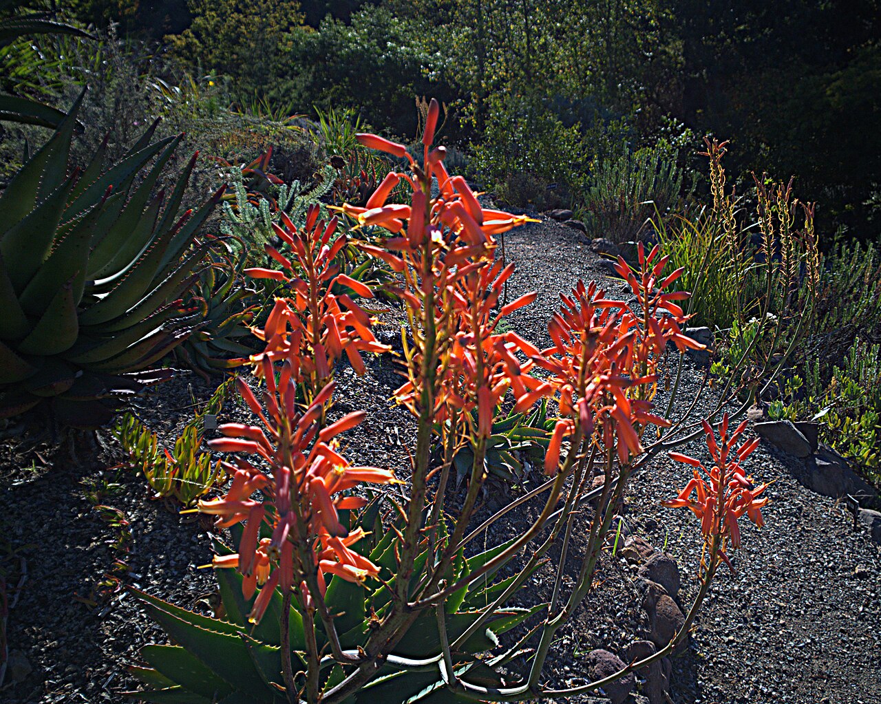 Aloe mubendiensis: Aloe mubendiensis. No common name. The species name refers to the Mubende District in Uganda. The type locality is on the Mubende-Fort Portal road on granite at