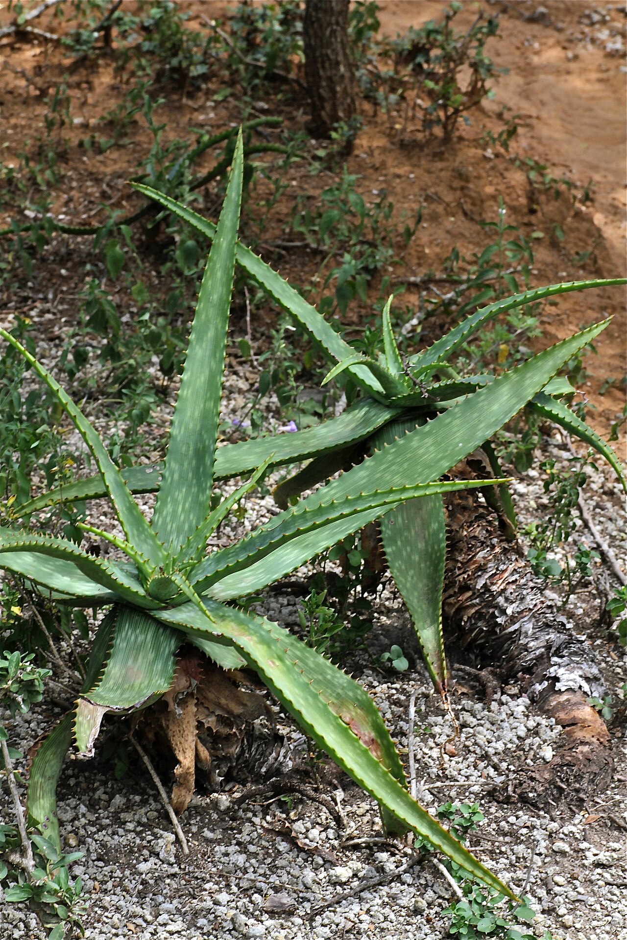 Aloe mudenensis: Aloe mudenensis, Mhlopeni Nature Reserve, South Africa