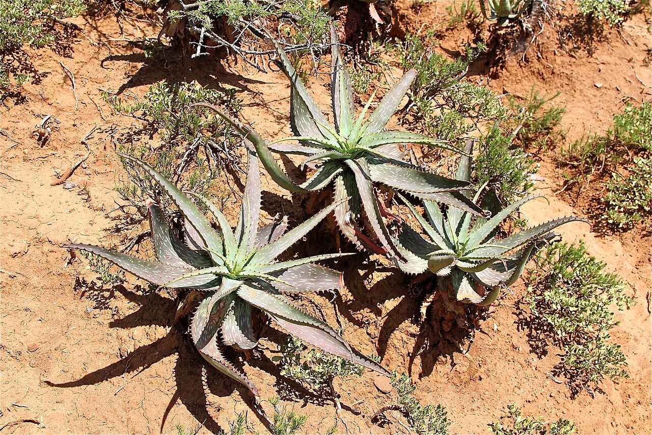 Aloe mudenensis: South Africa, Mhlopeni Nature Reserve.