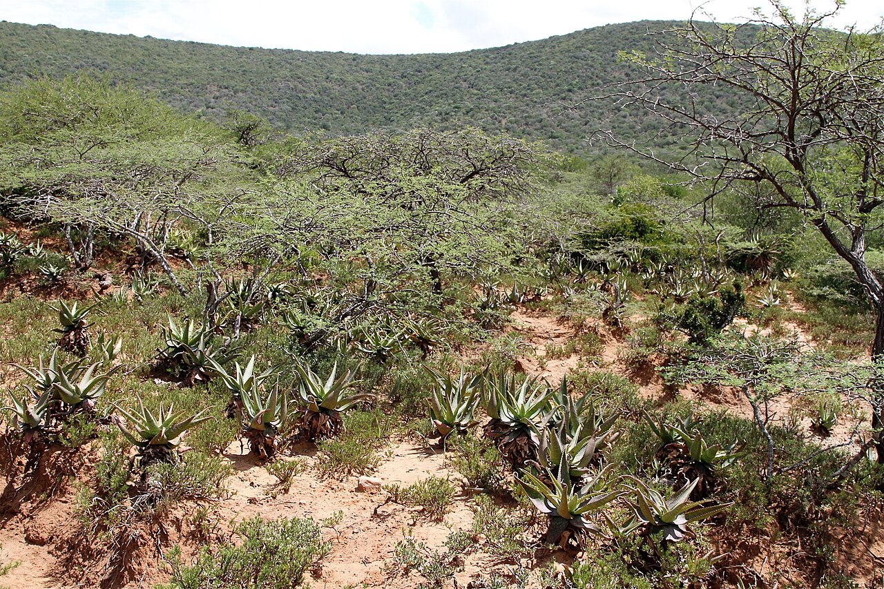 Aloe mudenensis: South Africa, Mhlopeni Nature Reserve.