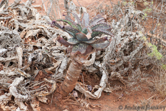 Aloe mudenensis (Aloe mudenensis)