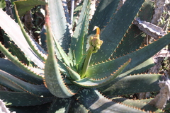 Aloe mudenensis (Aloe mudenensis)