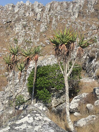 Aloe munchii: Aloe munchii, Chimanimani, Mozambique.