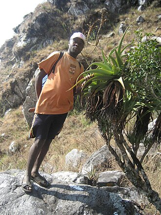 Aloe munchii: Aloe munchii, Chimanimani, Mozambique.