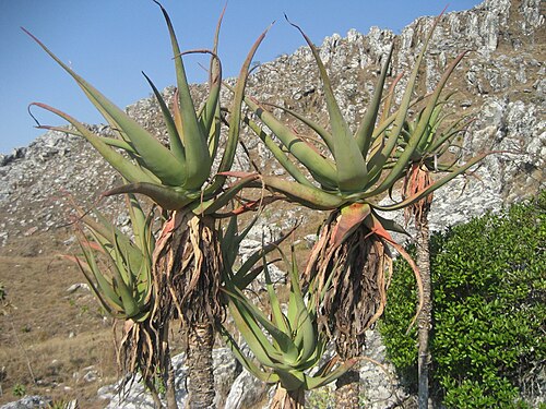 Aloe munchii: Aloe munchii, Chimanimani, Mozambique.