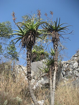 Aloe munchii: Aloe munchii, Chimanimani, Mozambique.