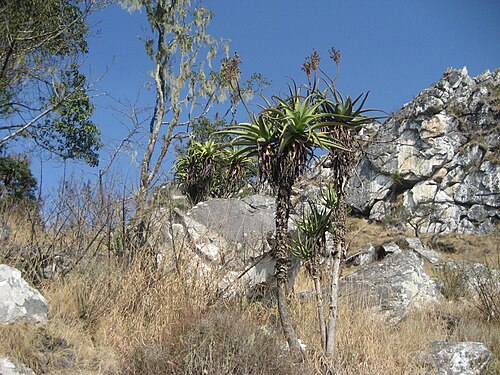 Aloe munchii: Aloe munchii in the Chimanimani Mountains of Mozambique