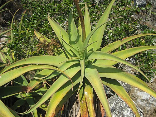 Aloe munchii: Aloe munchii, Chimanimani, Mozambique.