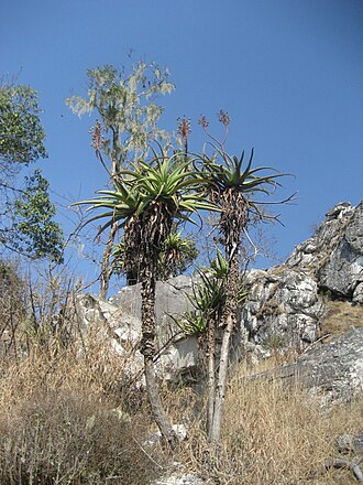 Aloe munchii: Aloe munchii in the Chimanimani Mountains of Mozambique.