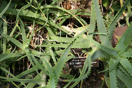 Blue krantz aloe: Aloe mutabilis