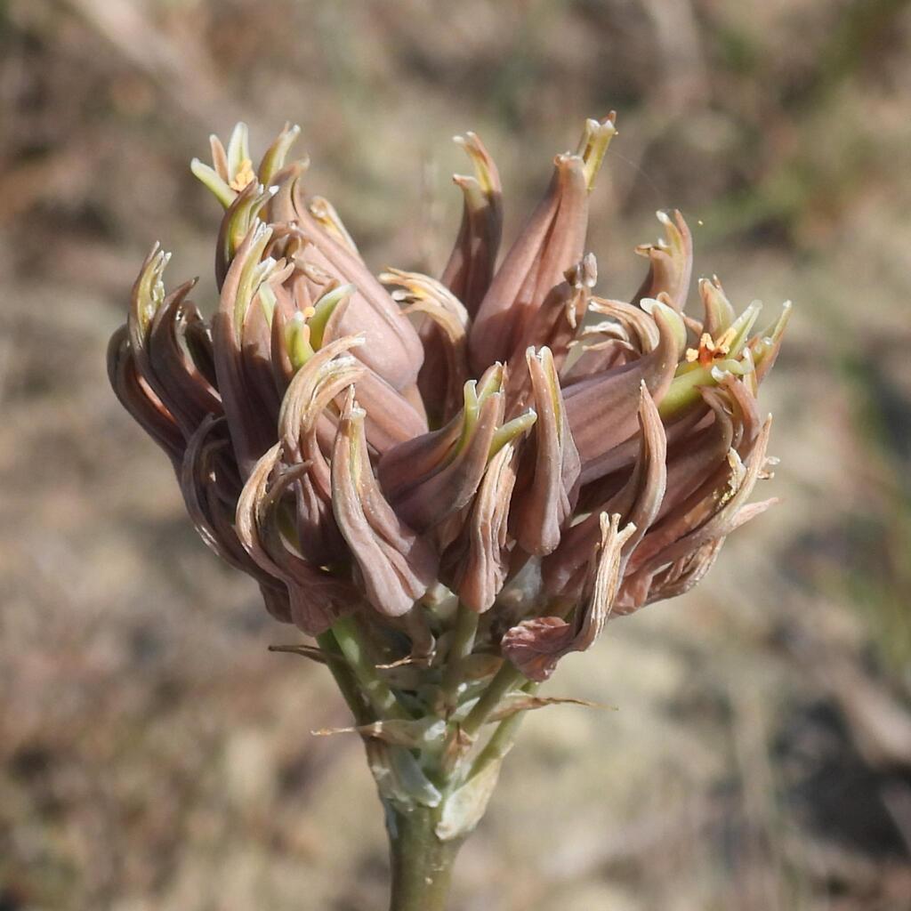 Aloe myriacantha (Aloe myriacantha)